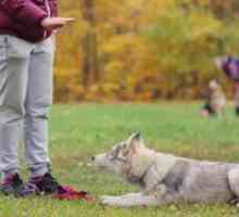 Kako poučiti psa v ligi