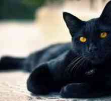 Kako imenovati črtico črne mačke mačko v družini