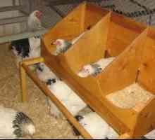 Kako opremiti hišo za kokoši v notranjosti za kokoši nesnice pravilno?