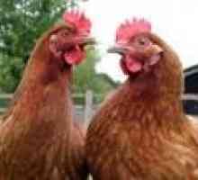 Kako določiti starost kokoši: ali je mogoče razlikovati staro od mladega