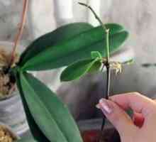Kako zasaditi otroka orhideje doma