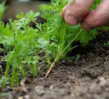 Kako zalivati ​​korenje po sajenju v tleh