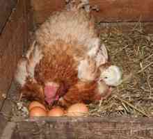 Kako posaditi piščanca na jajca. Kokoši kokoši