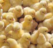 Kako pravilno prepoznati simptome bolezni pri piščancih in jih obravnavati