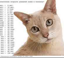 Kako pravilno določiti starost mačke ali mačke