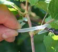 Kako povezati grozdje spomladi