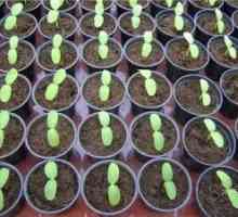 Kako pravilno zasaditi kumare v sadik