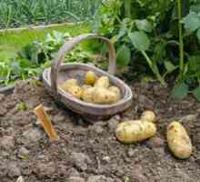 Kako pravilno rastlin krompir pod lopato