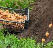 Kako pravilno saditi krompir