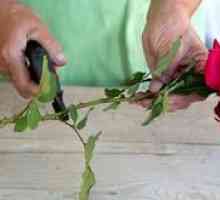 Kako rastejo vrtnice iz šopek?