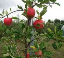 Kako rastejo jabolko iz semena v domu