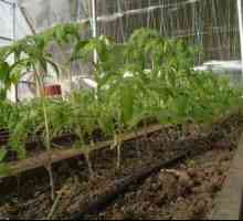 Kako pravilno saditi paradižnik v rastlinjaku, saditev sadike