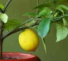 Kako posaditi limone v domu