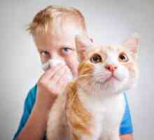 Kako se kaže alergija na mačke in kako se znebiti tega