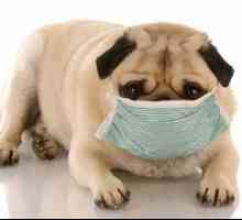 Kako alergija pri psih, simptomov in zdravljenja