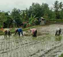 Kako se riž raste: setev riževih polj, kako rasti riž