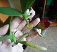 Kako razširiti orhideje v domu