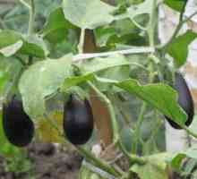 Kako saditi jajčevce iz sadik v rastlinjaku in na parceli