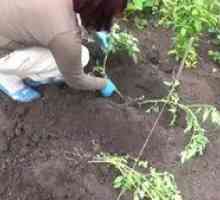 Kako saditi paradižnik na prostem. Sajenje sadik