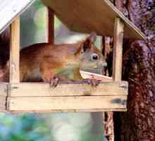 Kako narediti podajalnik veverice z lastnimi rokami