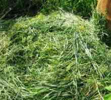 Kako narediti zeleni gnoj iz trave-tekočega komposta v sodu