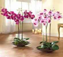 Kako skrbeti za orhideje phalaenopsis doma