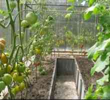 Kako skrbeti za paradižnik v rastlinjaku: sajenje paradižnika