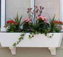 Kako izbrati balkonske škatle za rože na balkonu?
