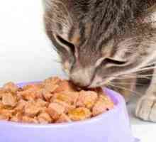 Kako izbrati tekočo in suho hrano za mačke?