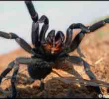Kaj izgleda pajek tarantula - kdo je strupen ali ne?