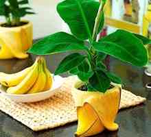Kako pridelovati domače banane: opis, iztovarjanje