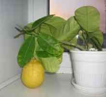 Kako pridelovati limone iz kosti v sobi?