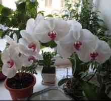 Kako rastejo orhideje doma