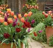 Kako pravilno rastejo tulipani na koči