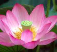 Kako rastejo roza lotus cvet v domu