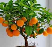 Kako raste mandarina iz kosti doma