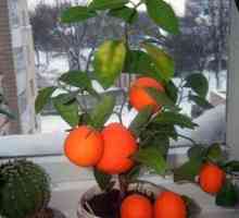 Kako rastejo mandarinsko drevo doma