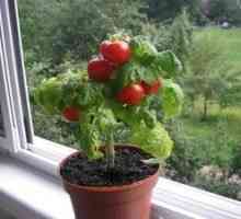 Kako rastejo paradižnik na okensko steklo v stanovanju?