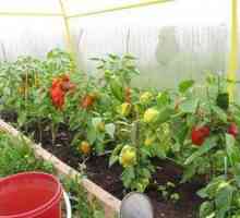 Kako popiti papriko v rastlinjaku: navodila in navodila za nego