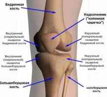 Kakšne so bolezni kolenskega sklepa: opis in imena
