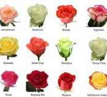Kakšne so vrtnice: vrste in sorte