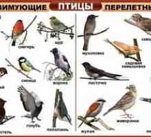 Kakšne vrste ptic: njihova imena in opis