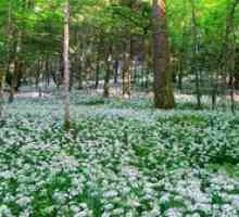 Kateri cvetovi rastejo v gozdu: zanimive gozdne rastline