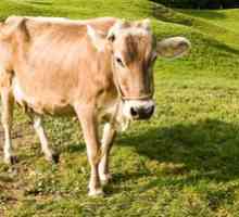 Kakšne so prednosti in slabosti pasme Schwick krav: značilnost
