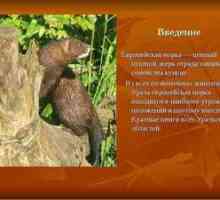 Katere živali so vključene v rdečo knjigo Urals
