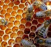 Kako medene čebele naredijo medu?