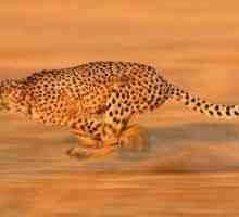 Katera žival na svetu je najhitrejša žival