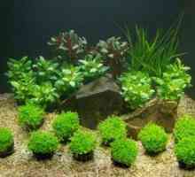 Katera tla za akvarij in rastline so boljša - vrsta in prava izbira