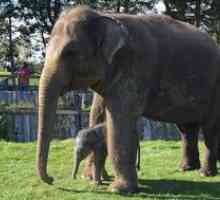 Kakšna je težina afriškega slona, ​​koliko otroški slon tehta ob rojstvu?
