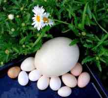 Kakšna je težina piščančjega jajca v gramih?